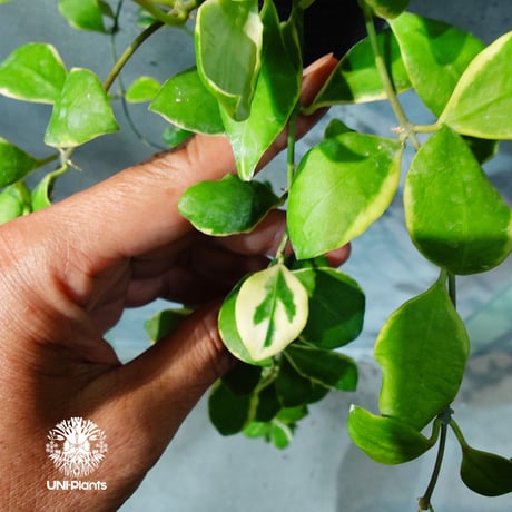 【タイ直輸入・ホヤ植物 希少】Hoya heuschkeliana 'Albomarginata '｜ホヤ ヘウスケリアナ アルボマルギナータ｜希少種｜斑入りホヤ植物｜レアなホヤ植物