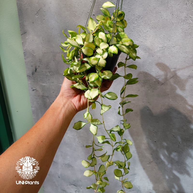 タイ直輸入・ホヤ植物 希少】Hoya Heuschkeliana variegata｜ホヤ