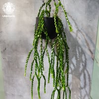 【タイ直輸入・現地選抜】Huperzia hang hong｜フペルジア ハンホン｜フペルジア｜Huperzia｜着生シダ植物
