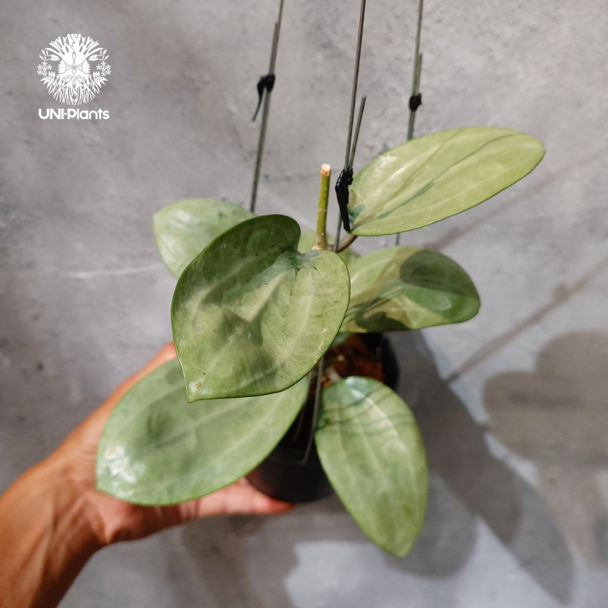 タイ直輸入・ホヤ植物 希少】Hoya Latifolia silver｜ホヤ ラティ