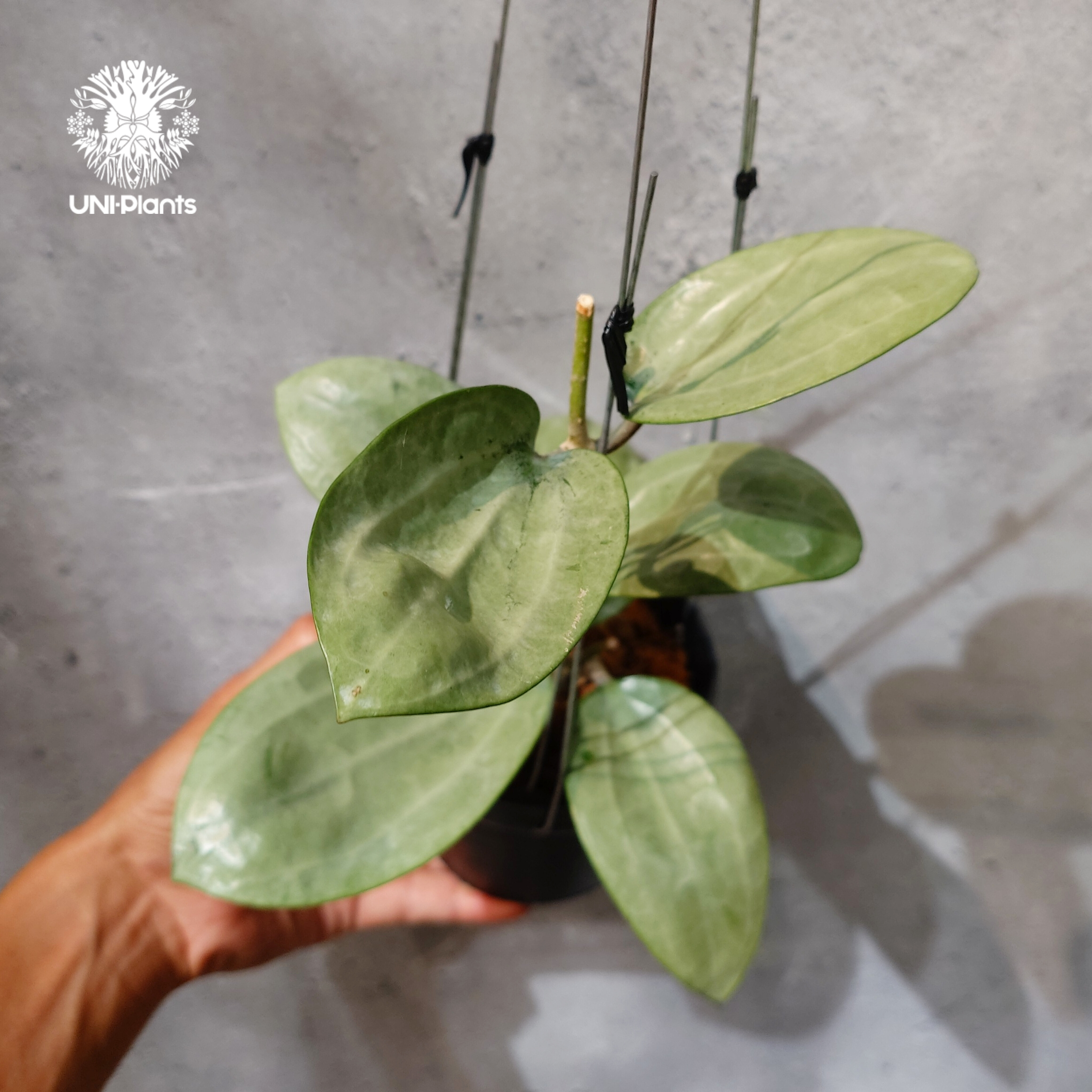 タイ直輸入・ホヤ植物 希少】Hoya Latifolia silver｜ホヤ ラティ