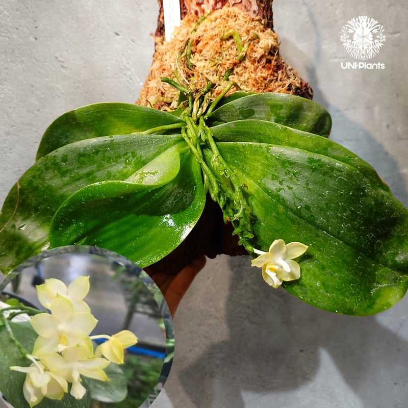 タイ直輸入・希少着生ラン】Phal. Mituo Reflex Dragon 'Blue-2