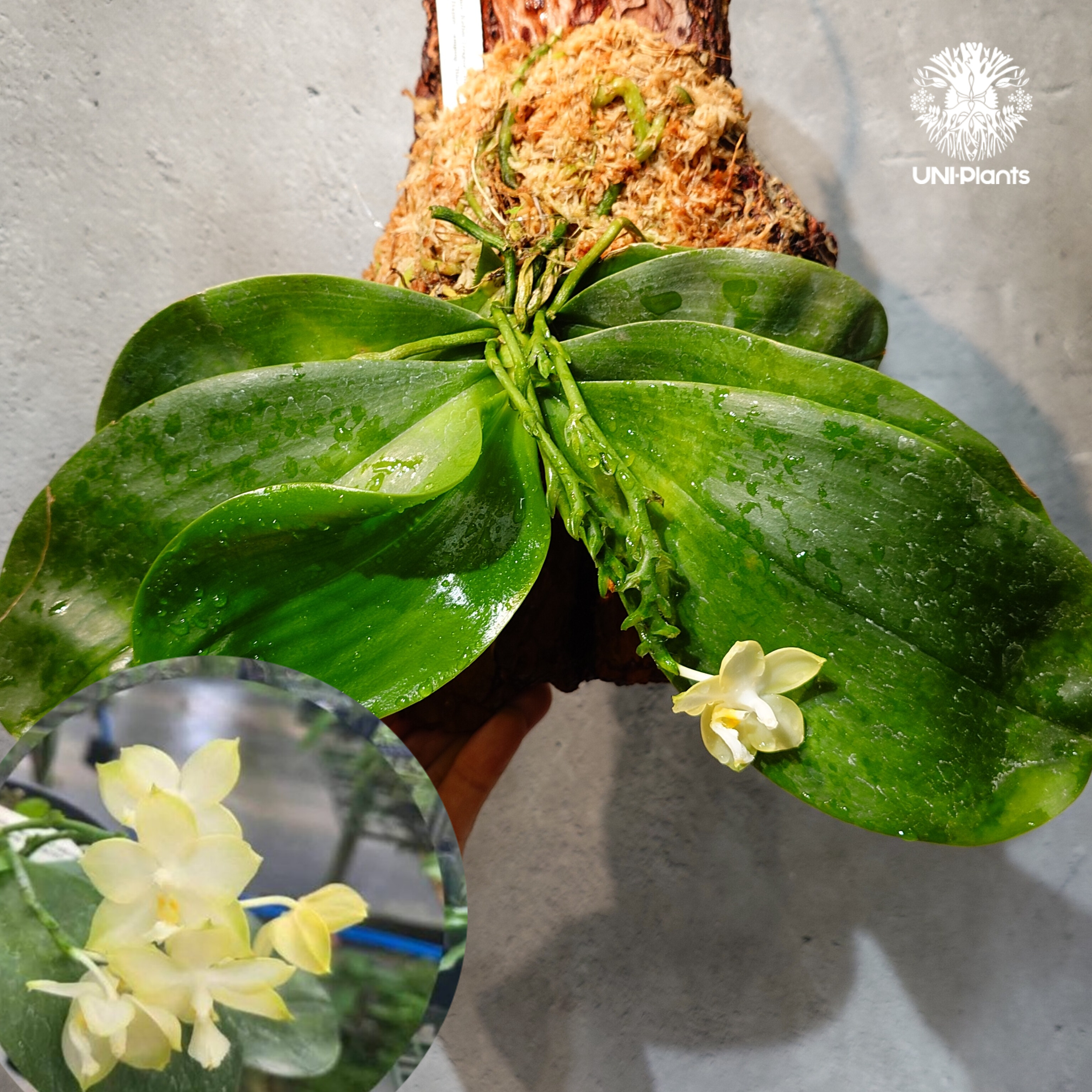 タイ直輸入・希少着生ラン】Phal. Mituo Reflex Dragon 'Blue-2