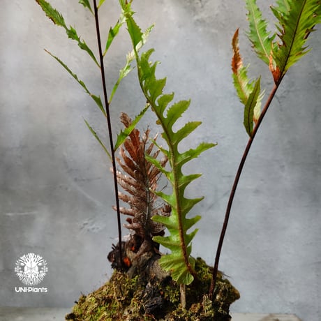【タイ直輸入・現地選抜】Drynaria rigidula var ' Whitei '｜ドリナリア リギデュラ 'ホワイティ'｜ドリナリア｜Drynaria｜着生シダ植物