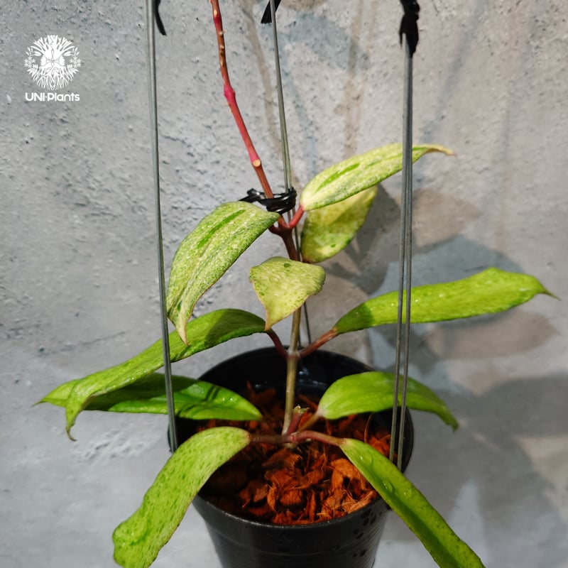 タイ直輸入・希少】Hoya 'Crocodile' ｜ホヤ クロコダイル｜希少種