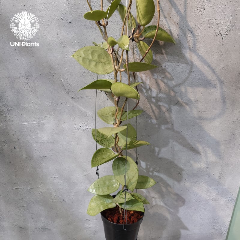 タイ直輸入・ホヤ植物 希少】Hoya parasitica 'Heart Leaves Si