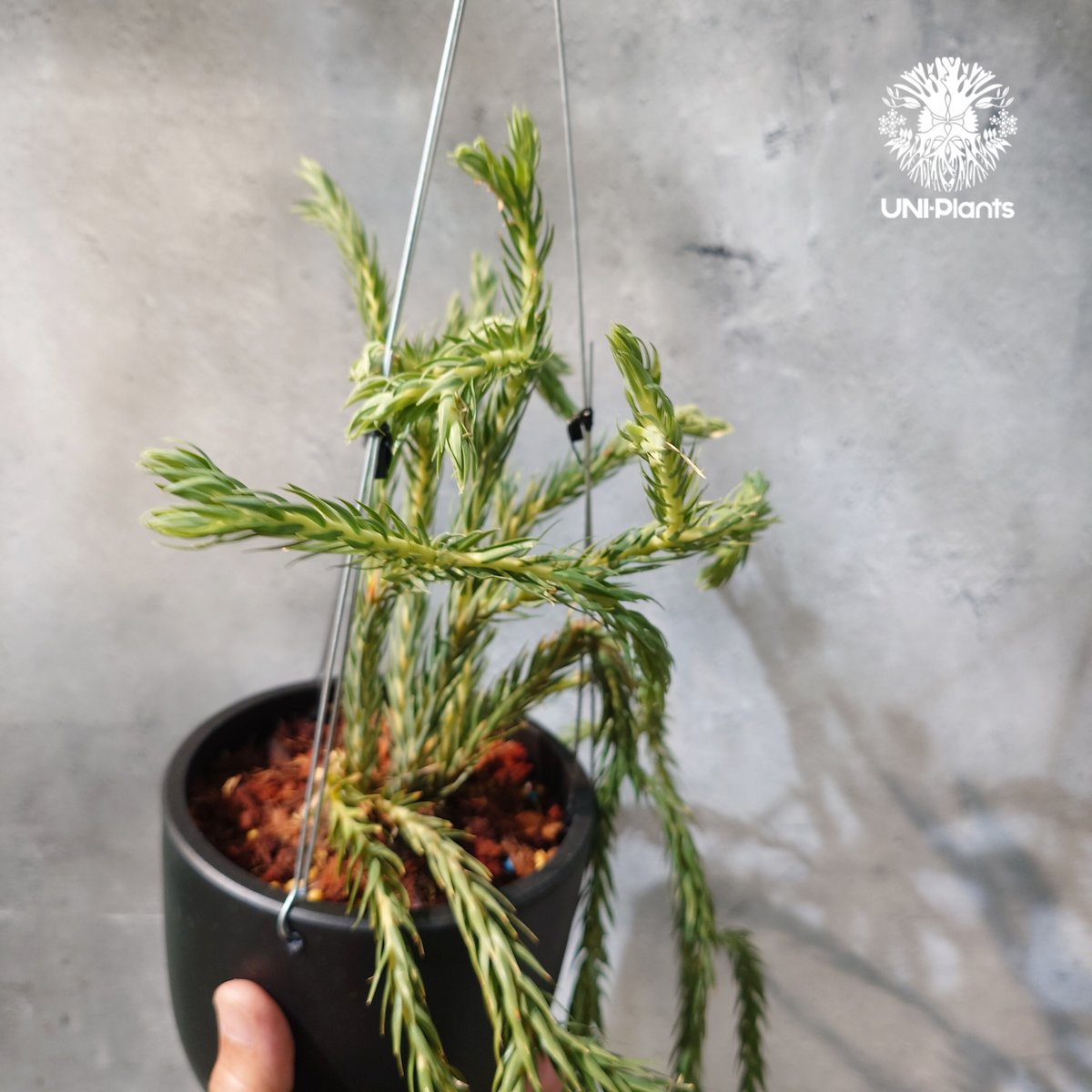 タイ直輸入・現地選抜】Huperzia carinata 'Blue'｜フペルジア カリナー