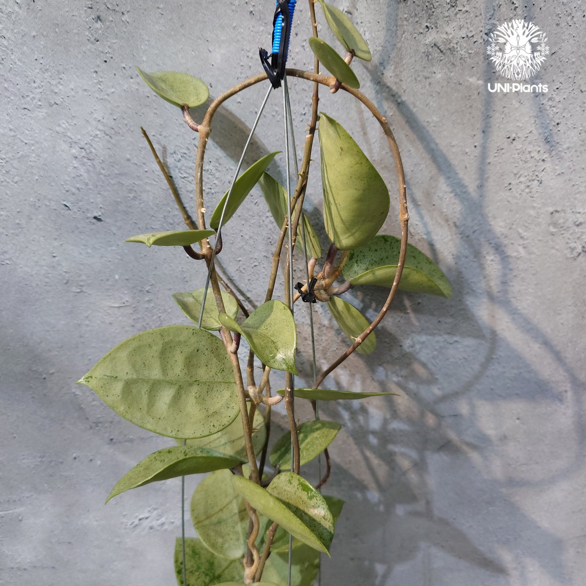 タイ直輸入・ホヤ植物 希少】Hoya parasitica 'Heart Leaves Si