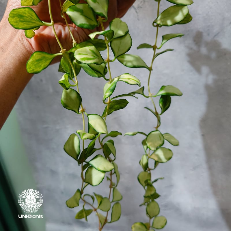 タイ直輸入・ホヤ植物 希少】Hoya Heuschkeliana variegata｜ホヤ