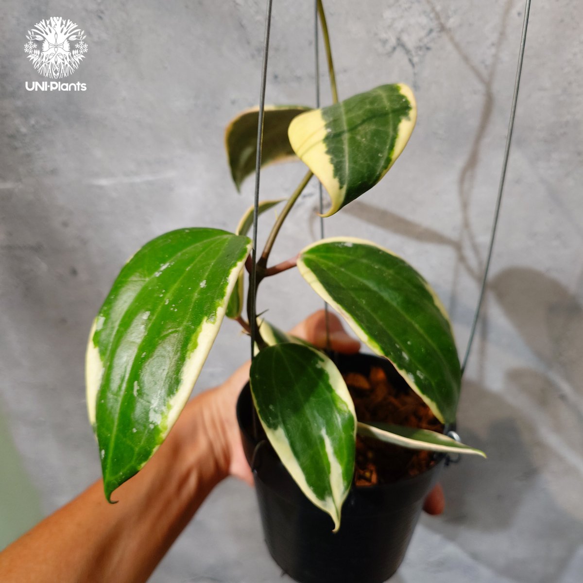 レア　ホヤ　Hoya latifolia Albomarqinata サクララン タイ直輸入・ホヤ植物 希少】Hoya latifolia 'Albomarginata' (
