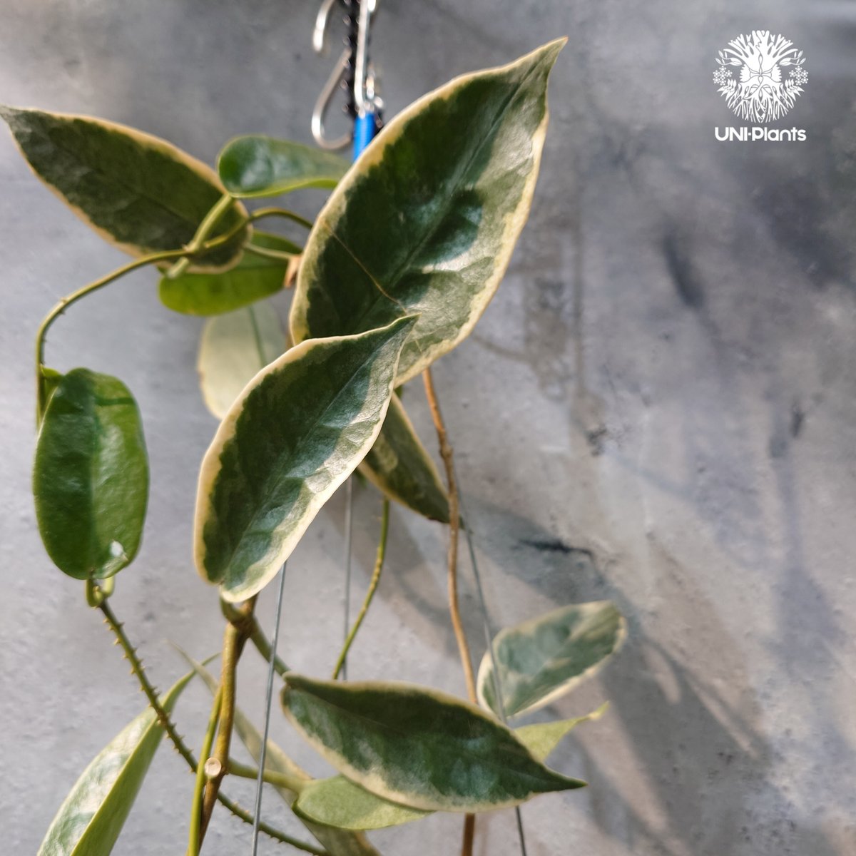 タイ直輸入・ホヤ植物 希少】Hoya 'Archboldiana albomarginat
