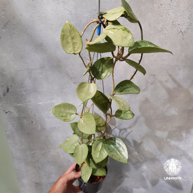 タイ直輸入・ホヤ植物 希少】Hoya parasitica 'Heart Leaves Si