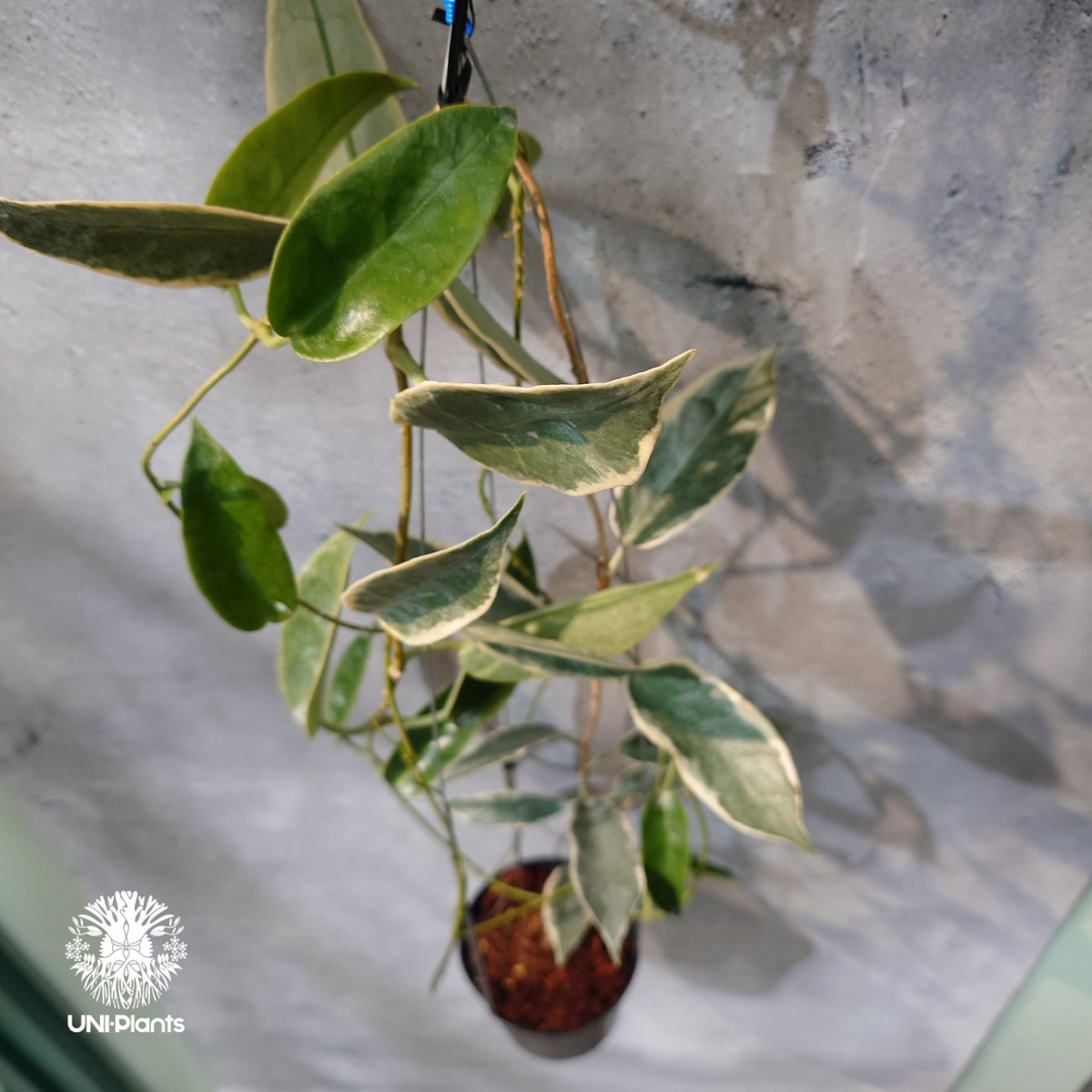 タイ直輸入・ホヤ植物 希少】Hoya 'Archboldiana albomarginat