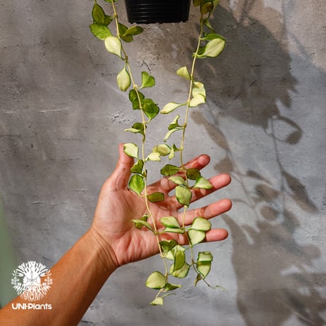 【タイ直輸入・ホヤ植物 希少】Hoya Heuschkeliana variegata｜ホヤ ヘウスケリアナ バリエガータ｜希少種｜斑入りホヤ植物｜レアなホヤ植物