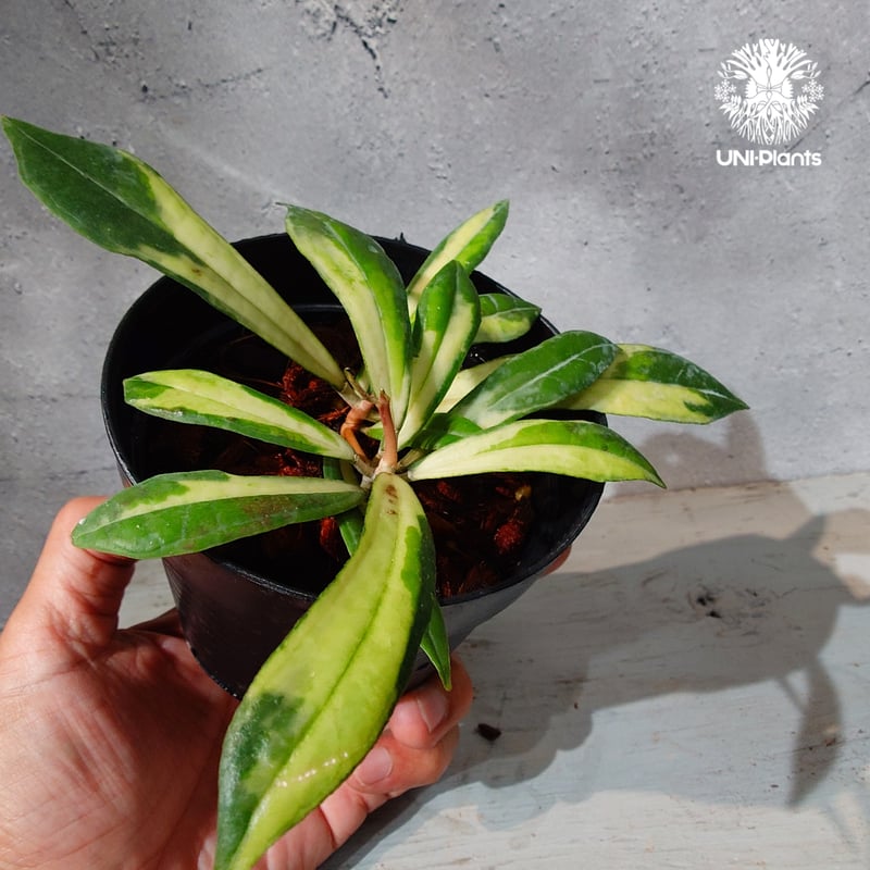 タイ直輸入・ホヤ植物 希少】Hoya Rigidifolia variegated｜ホヤ リ