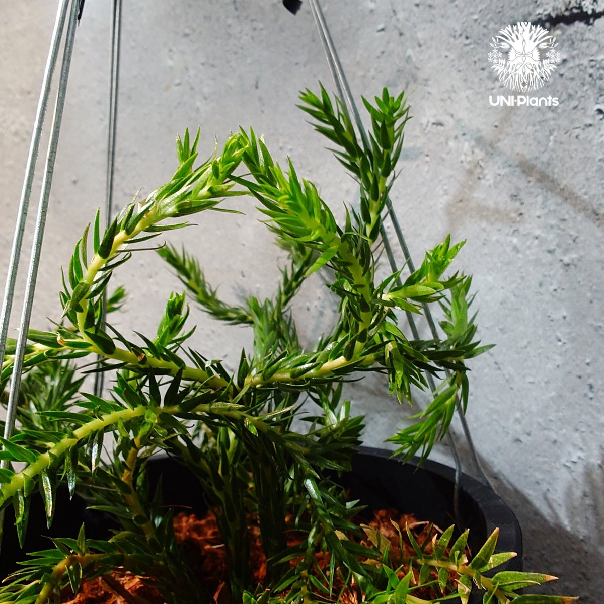タイ直輸入・現地選抜】Huperzia carinata dwarf｜フペルジア