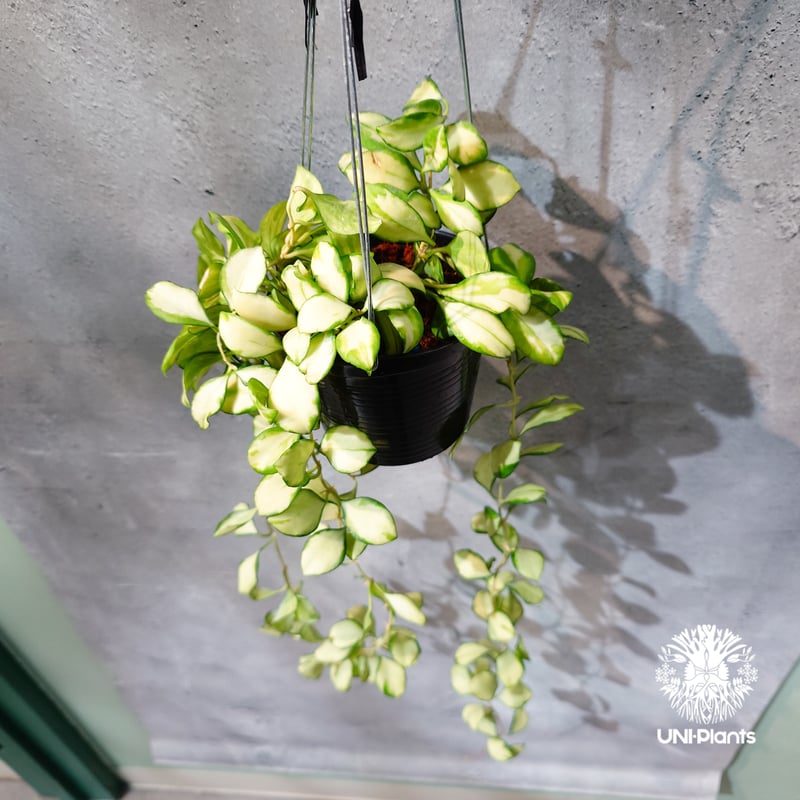 タイ直輸入・ホヤ植物 希少】Hoya Heuschkeliana variegata｜ホヤ