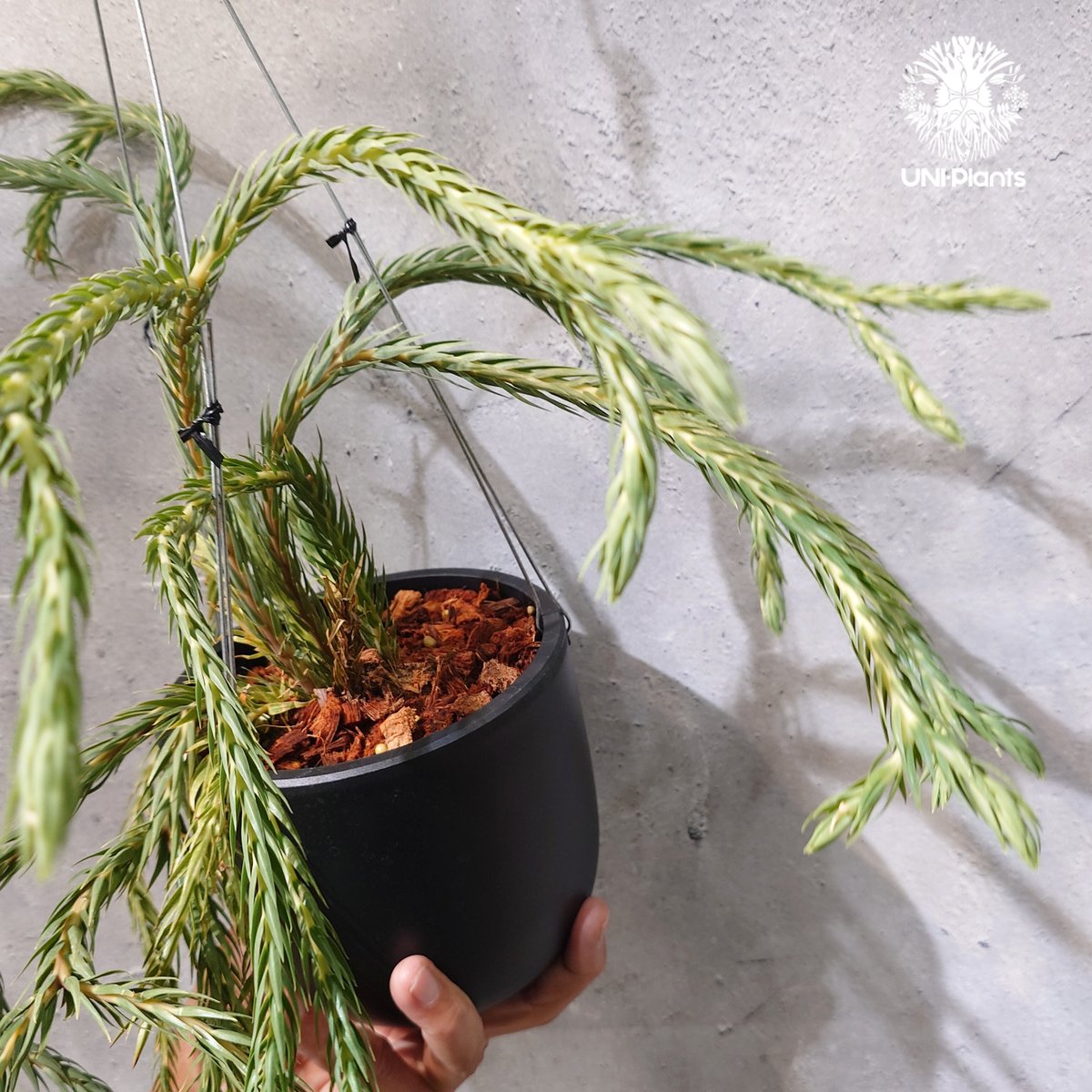 タイ直輸入・現地選抜】Huperzia carinata 'Blue'｜フペルジア カリナー