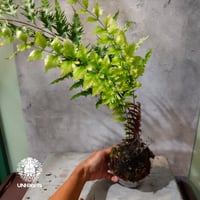 【タイ直輸入・現地選抜】Drynaria rigidula var ' Whitei '｜ドリナリア リギデュラ 'ホワイティ'｜ドリナリア｜Drynaria｜着生シダ植物