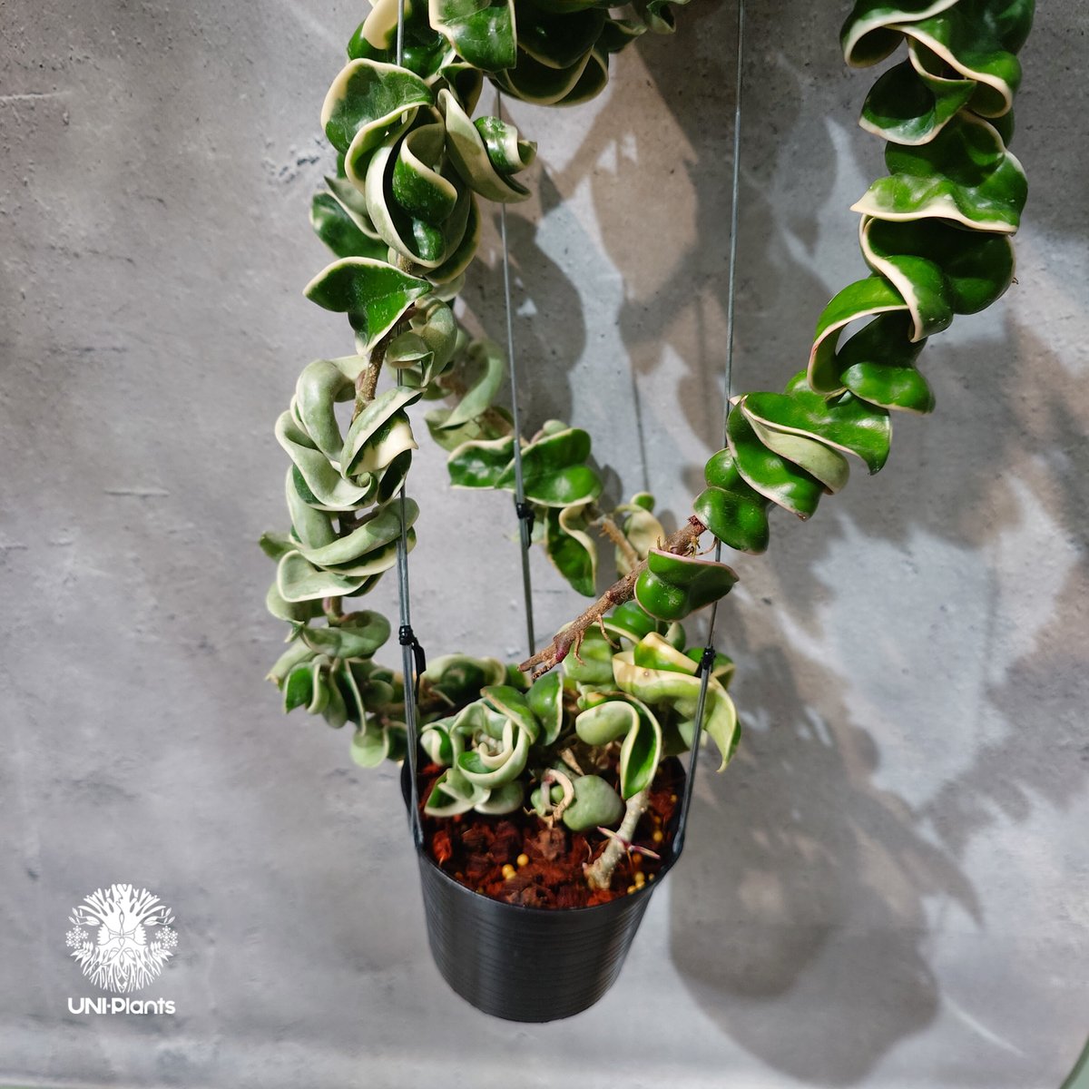 レア　ホヤ　Hoya lncurvula albomarginataサクララン タイ直輸入・ホヤ植物 希少】Hoya Compacta Albomarginata long
