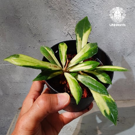 ホヤ植物 | STORES