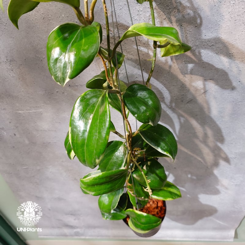 タイ直輸入・ホヤ植物 希少】Hoya Little plu｜ホヤ 'リトル・プル