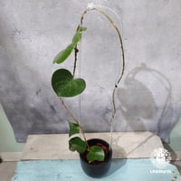 タイ直輸入・ホヤ植物 希少】Hoya Latifolia silver｜ホヤ ラティ