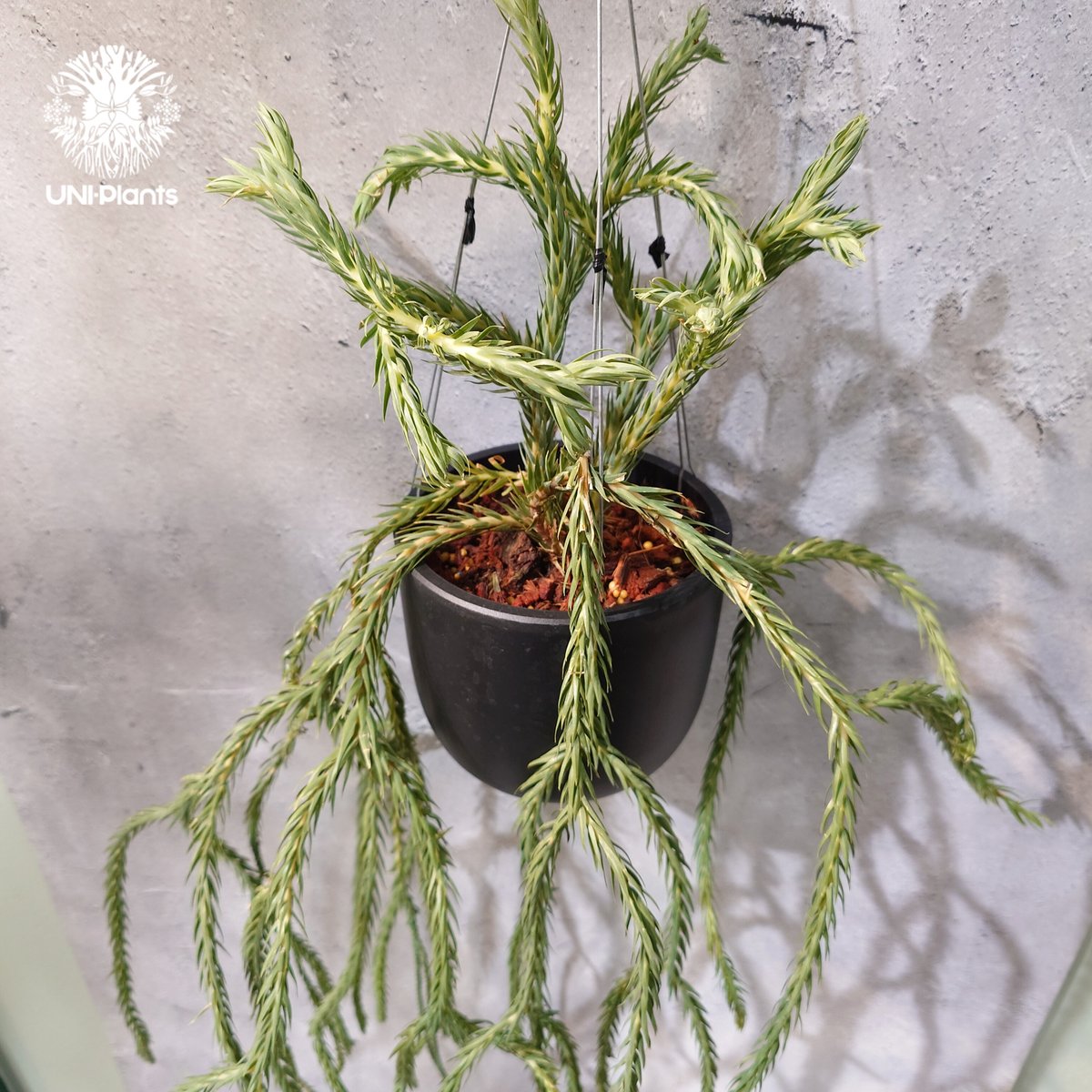 タイ直輸入・現地選抜】Huperzia carinata 'Blue'｜フペルジア カリナー