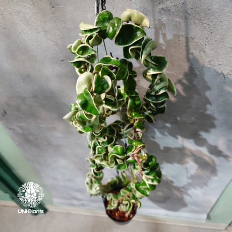 希少なホヤ植物 | STORES