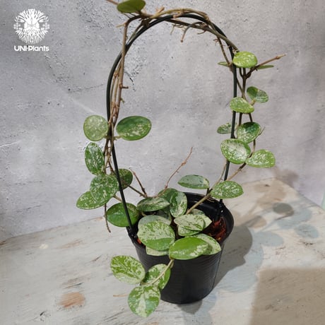 CATEGORY ホヤ植物 (Hoya) | UNI-Plants ビカクシダ、ホヤ植物、着生