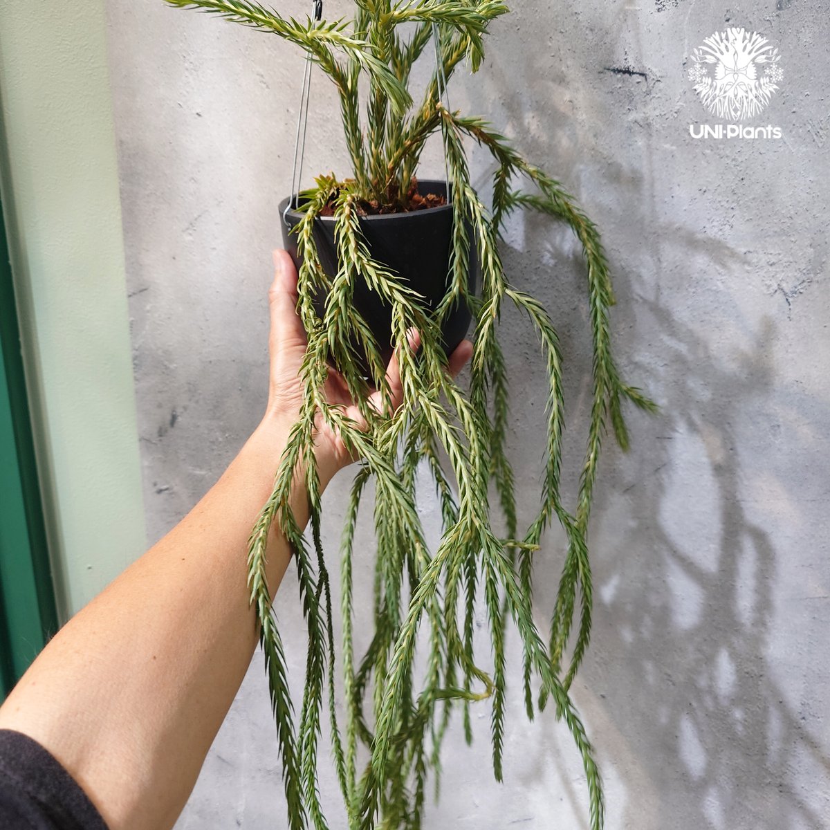 タイ直輸入・現地選抜】Huperzia carinata 'Blue'｜フペルジア カリナー