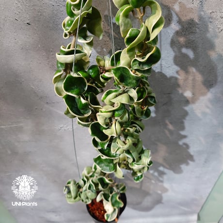 CATEGORY ホヤ植物 (Hoya) | UNI-Plants ビカクシダ、ホヤ植物、着生
