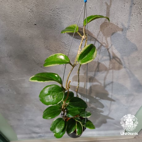 CATEGORY ホヤ植物 (Hoya) | UNI-Plants ビカクシダ、ホヤ植物、着生