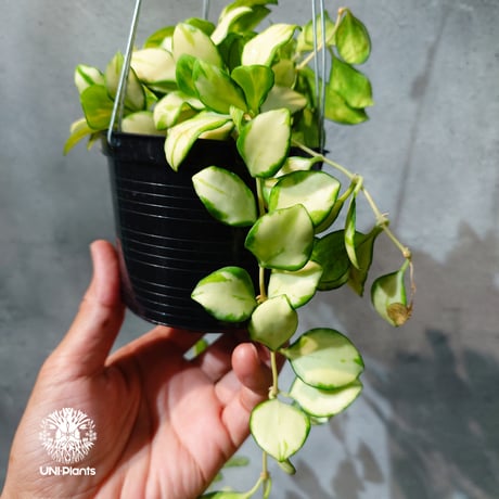 【タイ直輸入・ホヤ植物 希少】Hoya Heuschkeliana variegata｜ホヤ ヘウスケリアナ バリエガータ｜希少種｜斑入りホヤ植物｜レアなホヤ植物