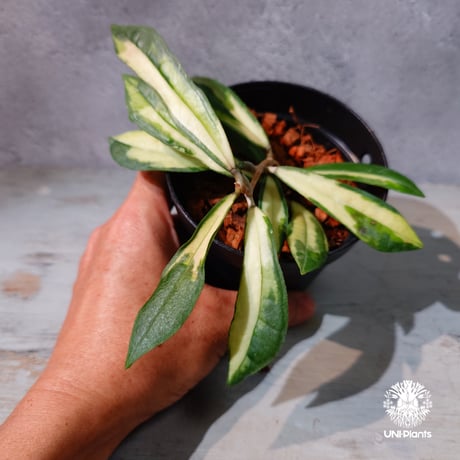 CATEGORY ホヤ植物 (Hoya) | UNI-Plants ビカクシダ、ホヤ植物、着生