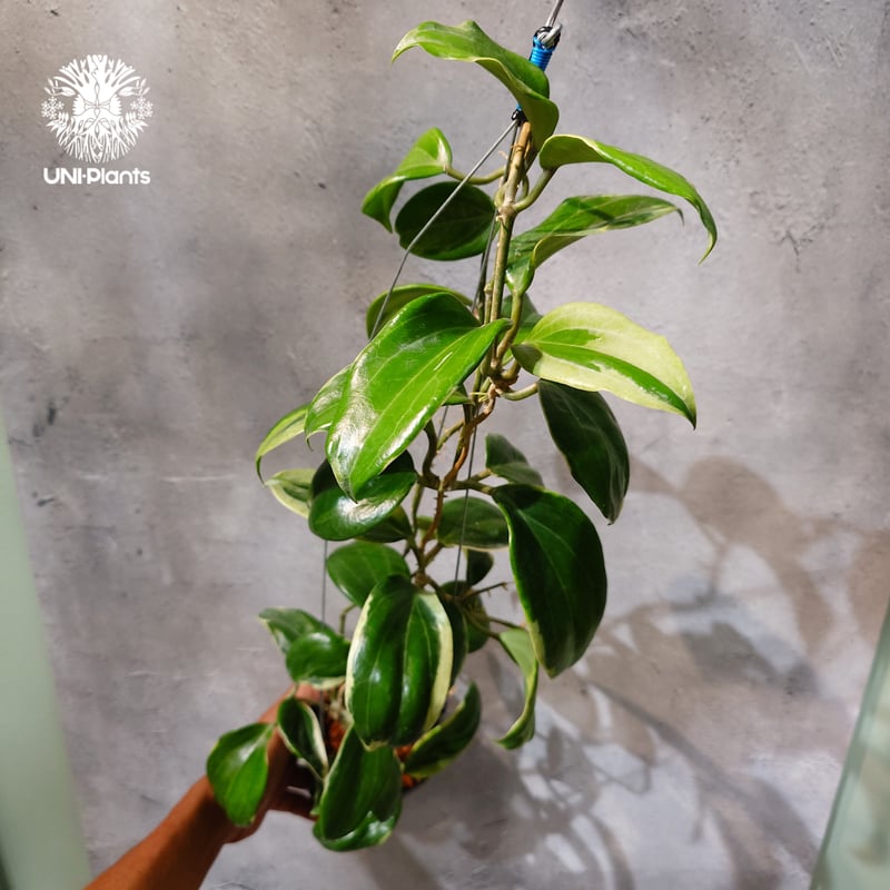 タイ直輸入・ホヤ植物 希少】Hoya Little plu｜ホヤ 'リトル・プル