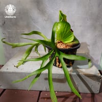 【タイ直輸入・現地選抜】Platycerium coronarium ｜ビカクシダ コロナリウム｜ビカクシダ原種｜Platycerium｜