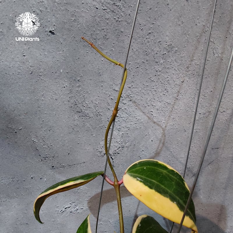 タイ直輸入・ホヤ植物 希少】Hoya latifolia 'Albomarginata' (