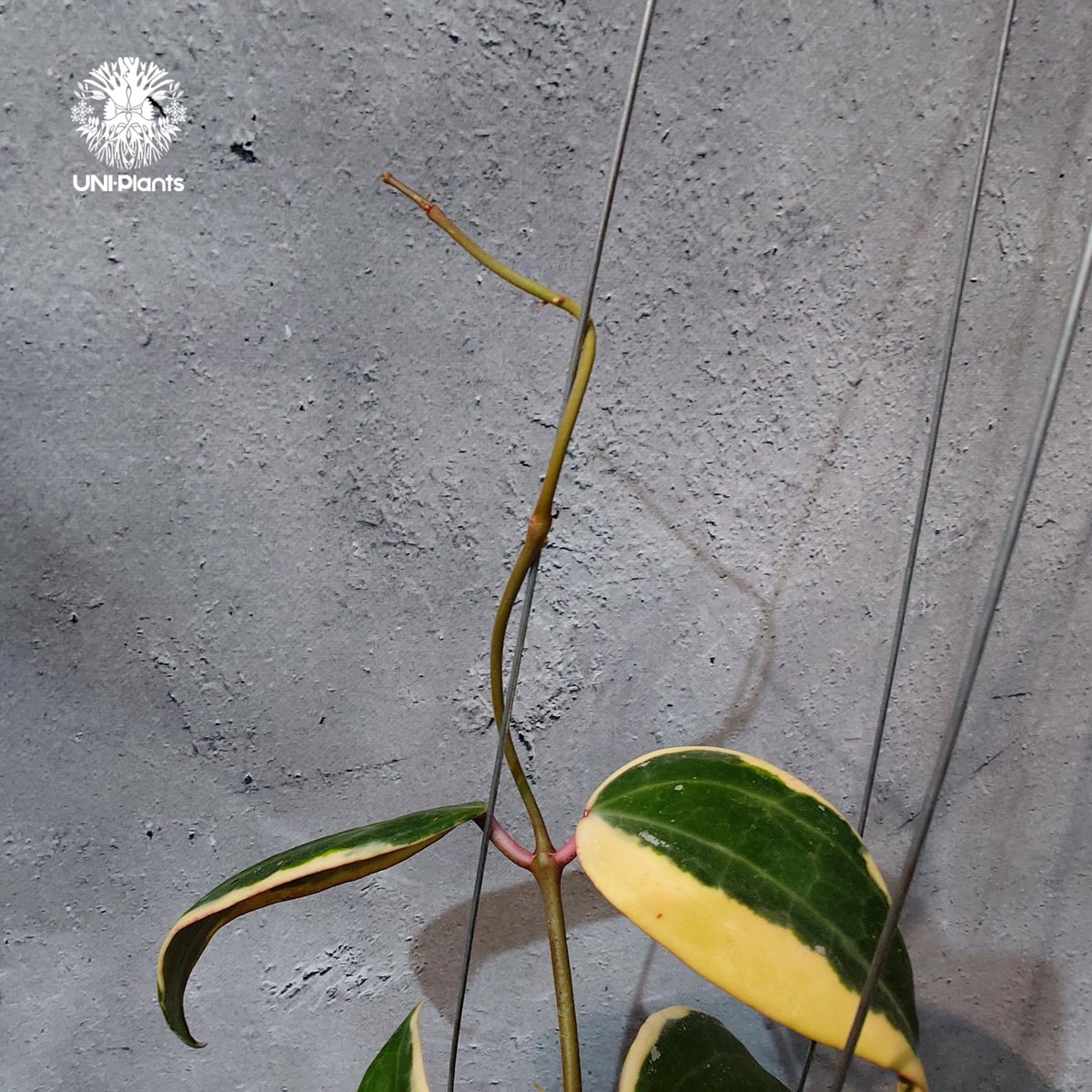 タイ直輸入・ホヤ植物 希少】Hoya latifolia 'Albomarginata' (