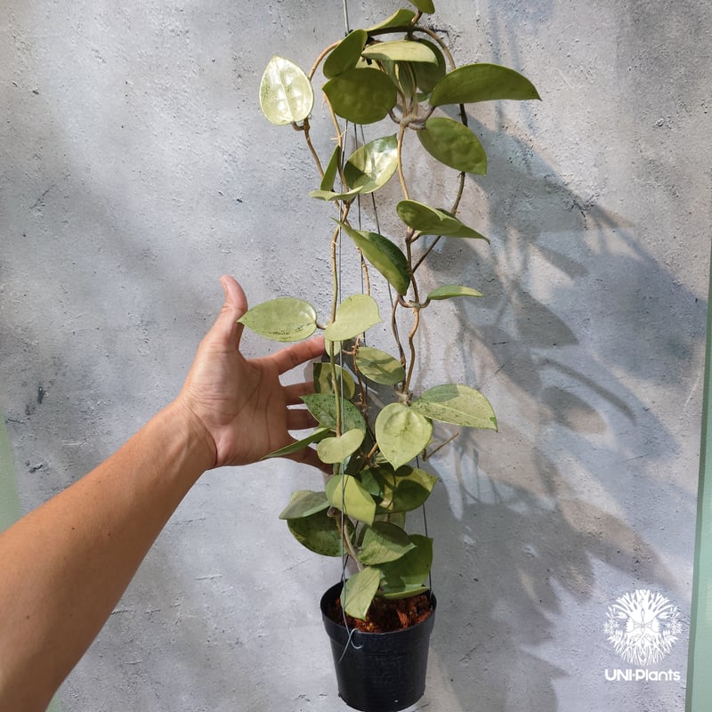 タイ直輸入・ホヤ植物 希少】Hoya parasitica 'Heart Leaves Si