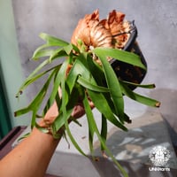 【タイ直輸入・現地選抜】Platycerium Ravena｜ビカクシダ  'ラヴェナ '｜ビカクシダハイブリッド｜Platycerium｜ビカクシダ
