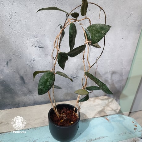 【タイ直輸入・ホヤ植物】Hoya Caudata｜ホヤ カウダータ｜Hoya plants｜ホヤ植物｜ホヤの花｜つる性植物