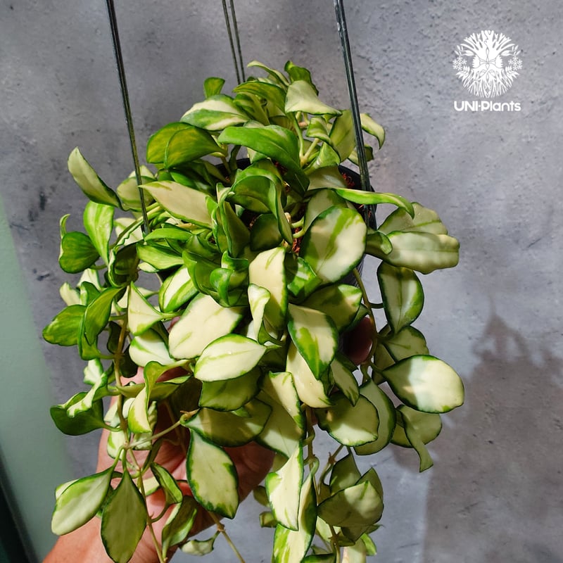 タイ直輸入・ホヤ植物 希少】Hoya Heuschkeliana variegata｜ホヤ