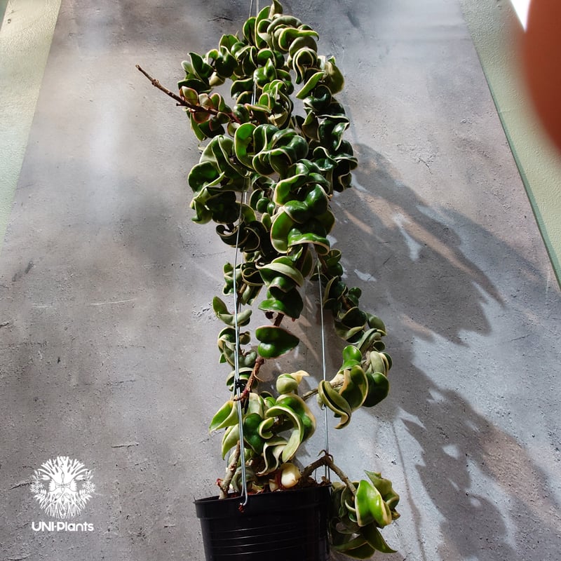 タイ直輸入・ホヤ植物 希少】Hoya Compacta Albomarginata long