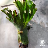 【タイ直輸入・現地選抜】Platycerium wandae ｜ビカクシダ ワンダエ｜ビカクシダ原種｜Platycerium｜