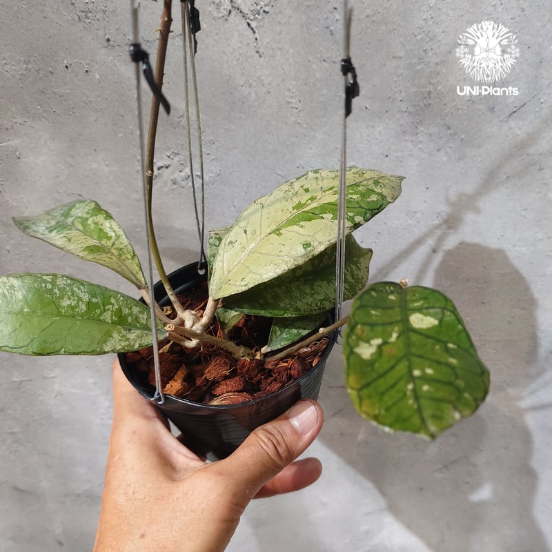 タイ直輸入・ホヤ植物 希少】Hoya Gunung gading ghost｜ホヤ グヌン