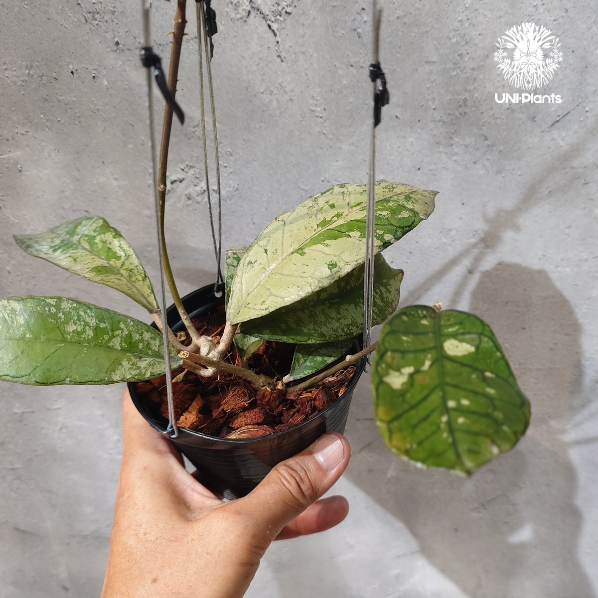 タイ直輸入・ホヤ植物 希少】Hoya Gunung gading ghost｜ホヤ グヌン