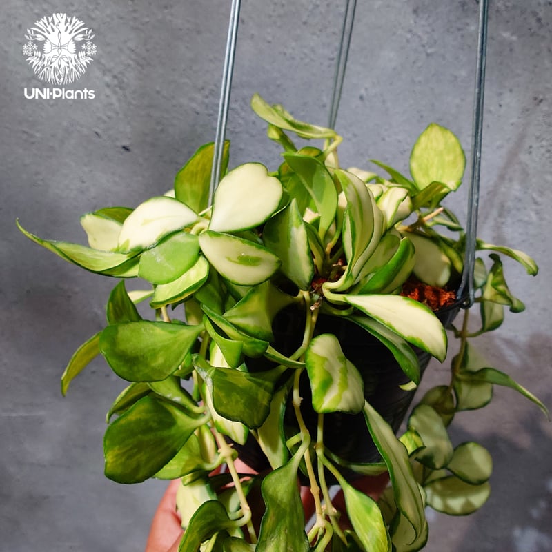 タイ直輸入・ホヤ植物 希少】Hoya Heuschkeliana variegata｜ホヤ