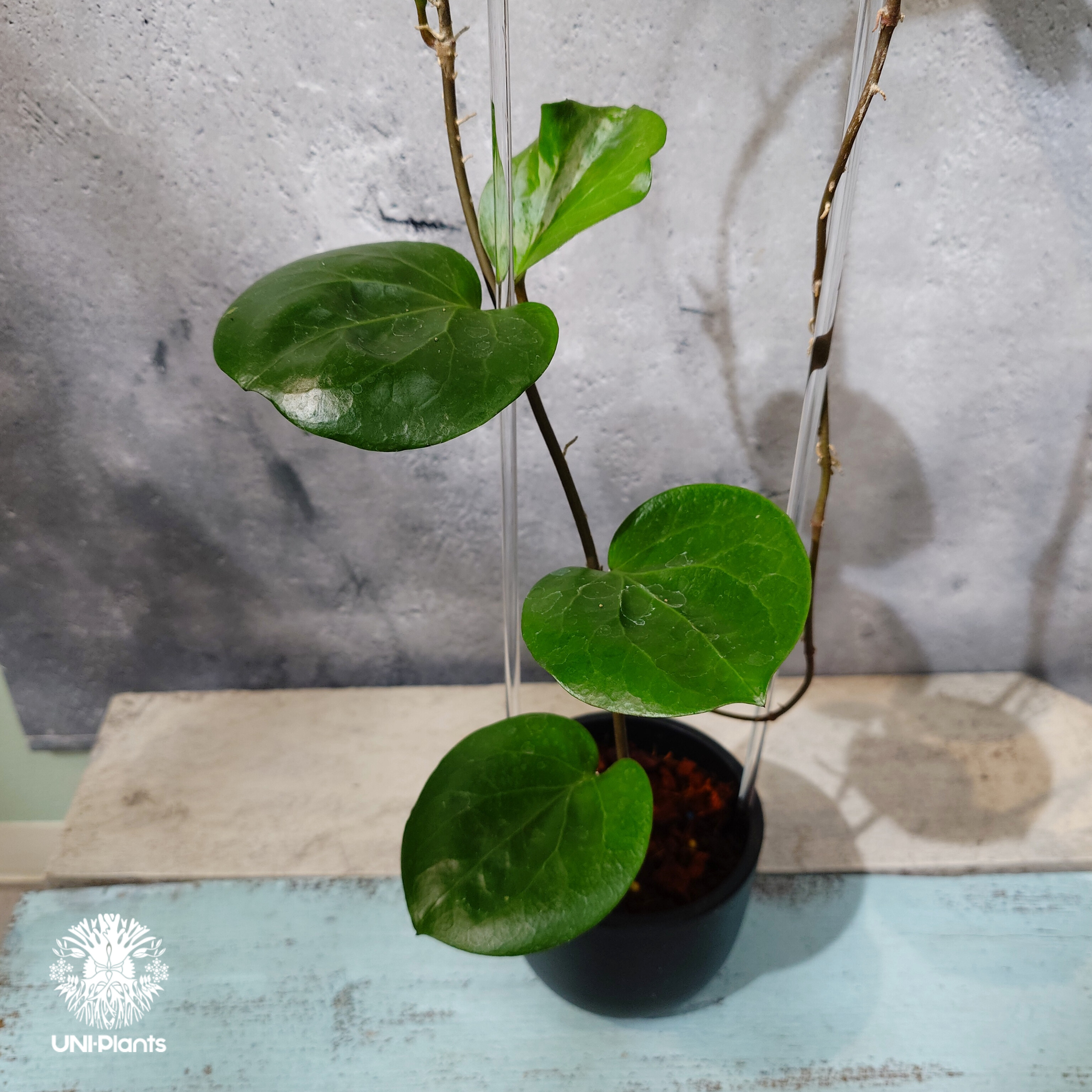 タイ直輸入・希少ホヤ植物】Hoya SS 7-21 ( kerrii x erythrina