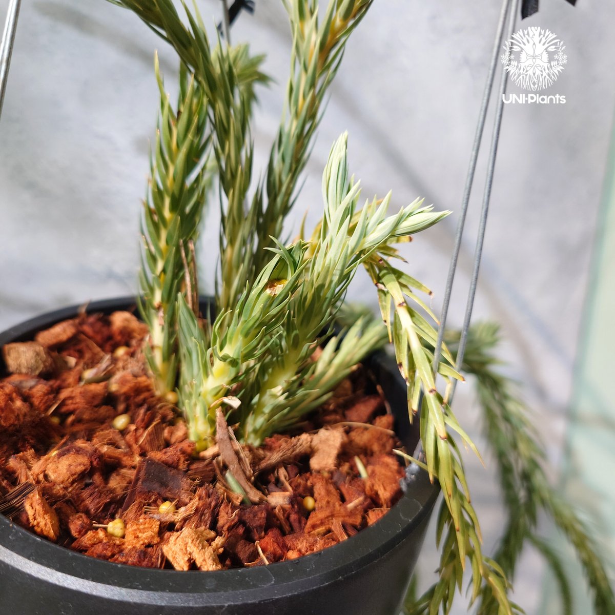 タイ直輸入・現地選抜】Huperzia carinata 'Blue'｜フペルジア カリナー